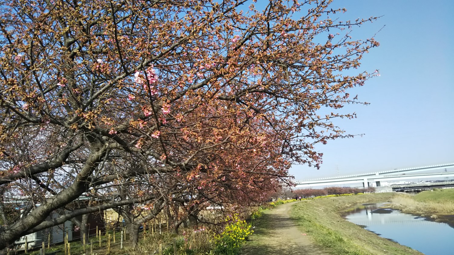 Kawazu cherry trees  