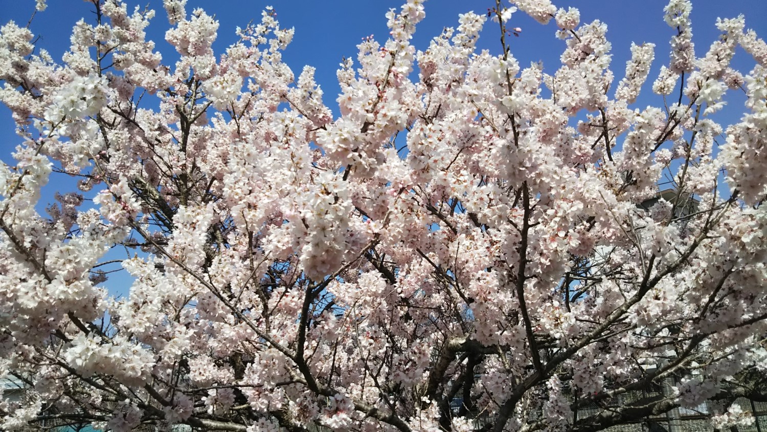 Harumeki cherry blossoms