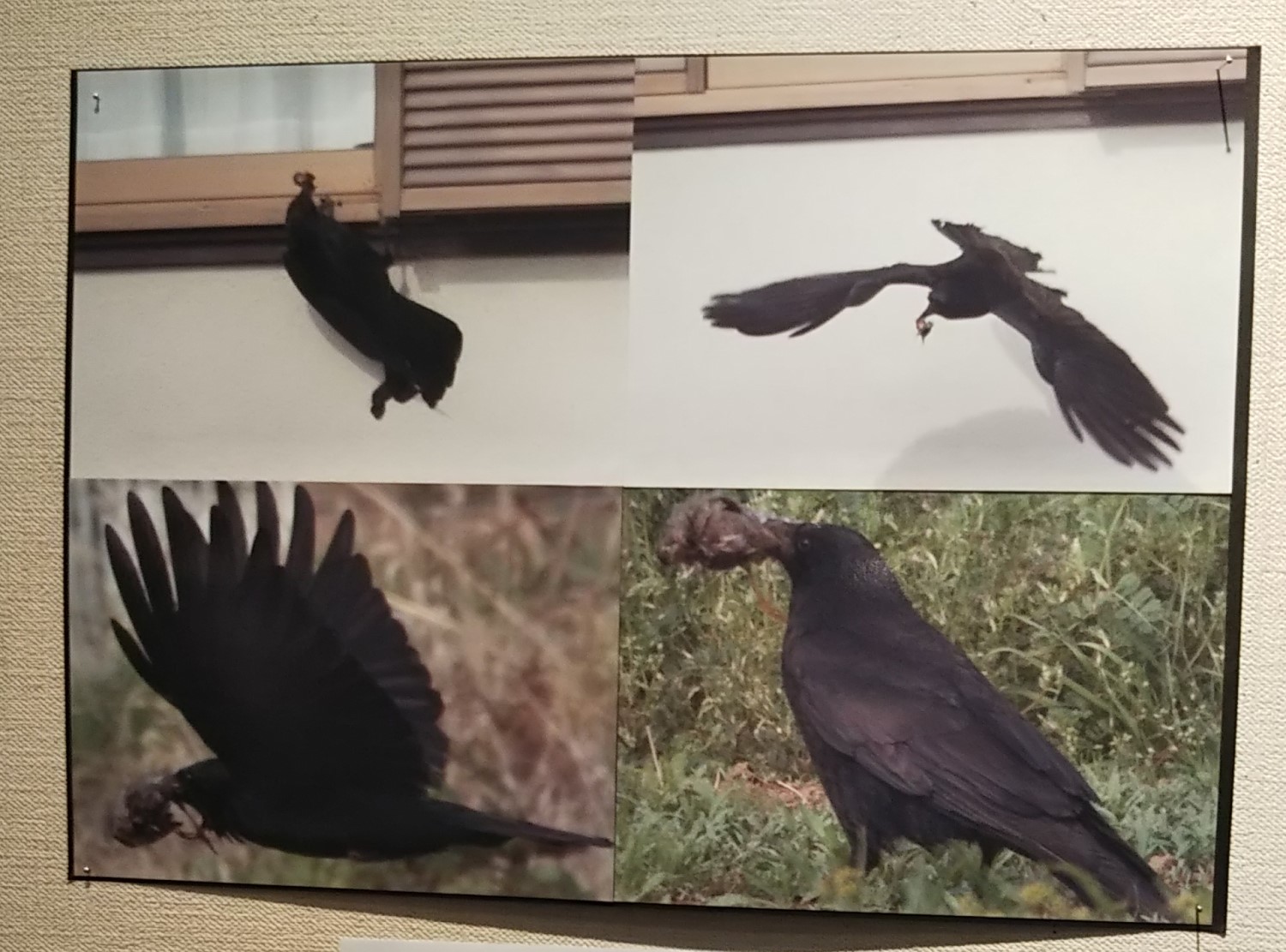 crow catching its prey 