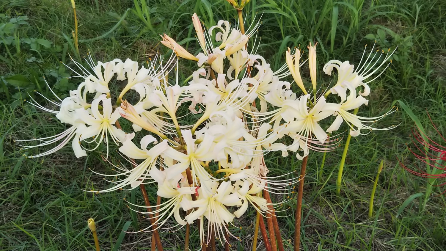 whwite spider lilies 