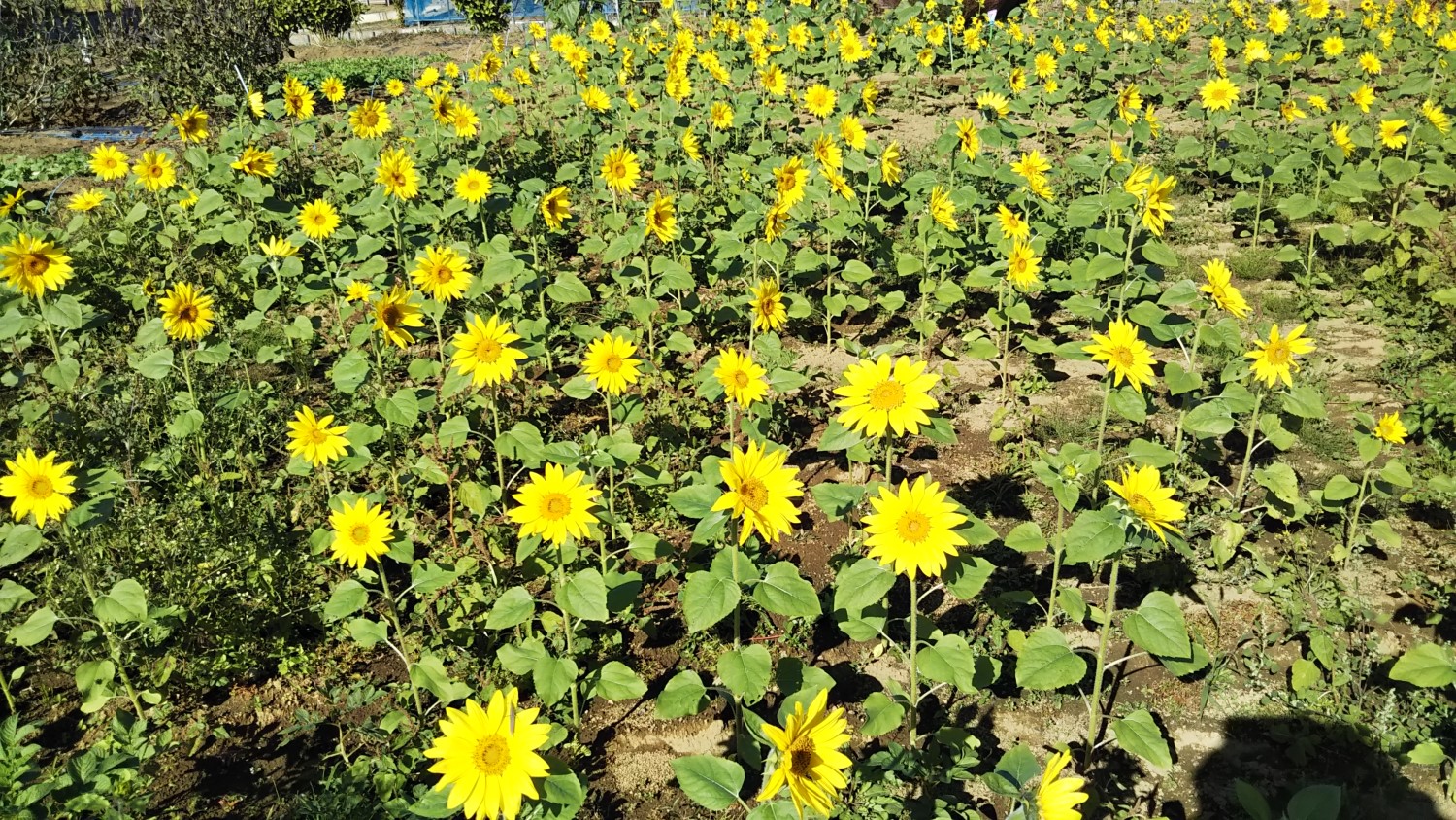 Sunflowers in Hagisono