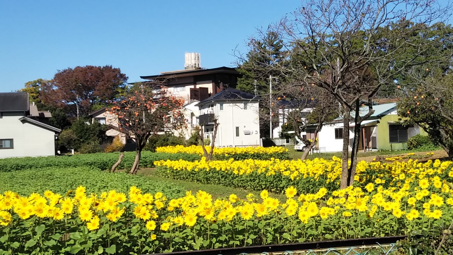 Sunflowers in Samukawa