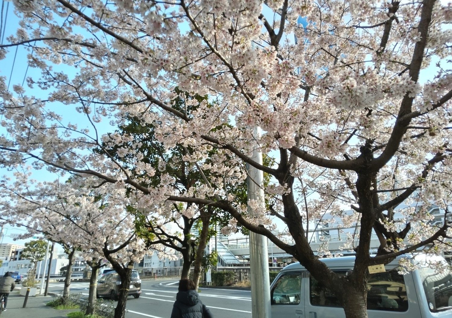 Tamanawa cherry blossoms 