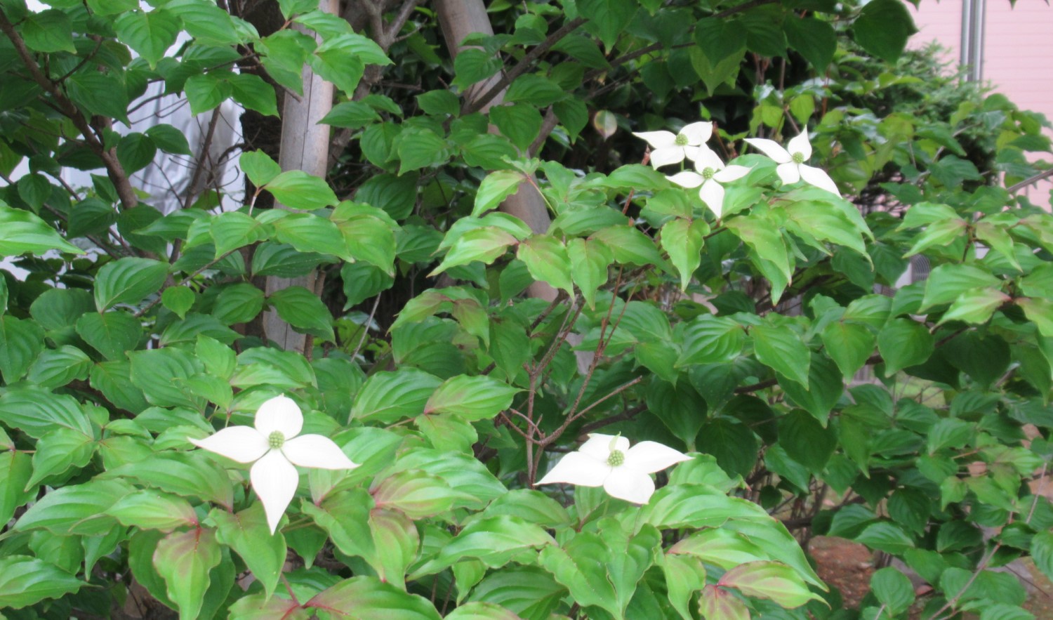 Kousa Dogwood 