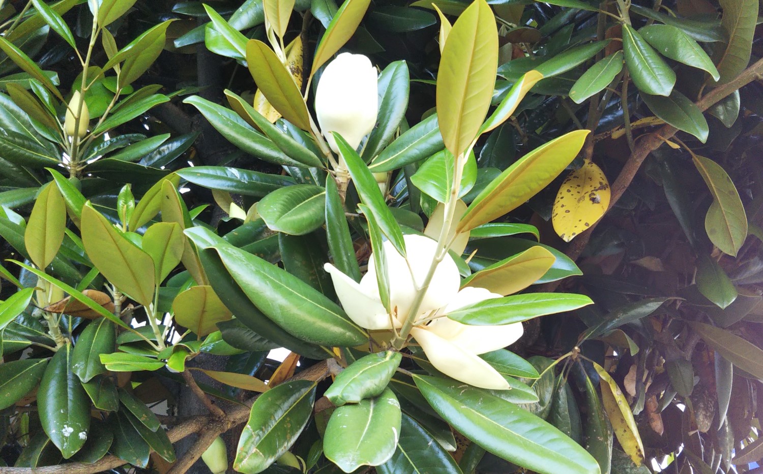 Flowers of Giant flowered magnolia