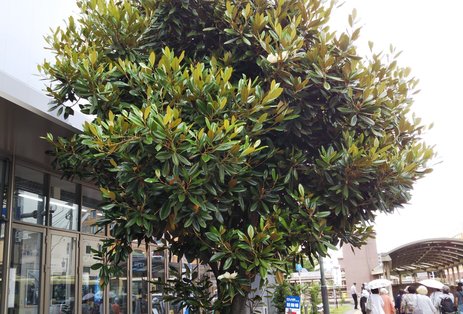 Giant flowered magnolia