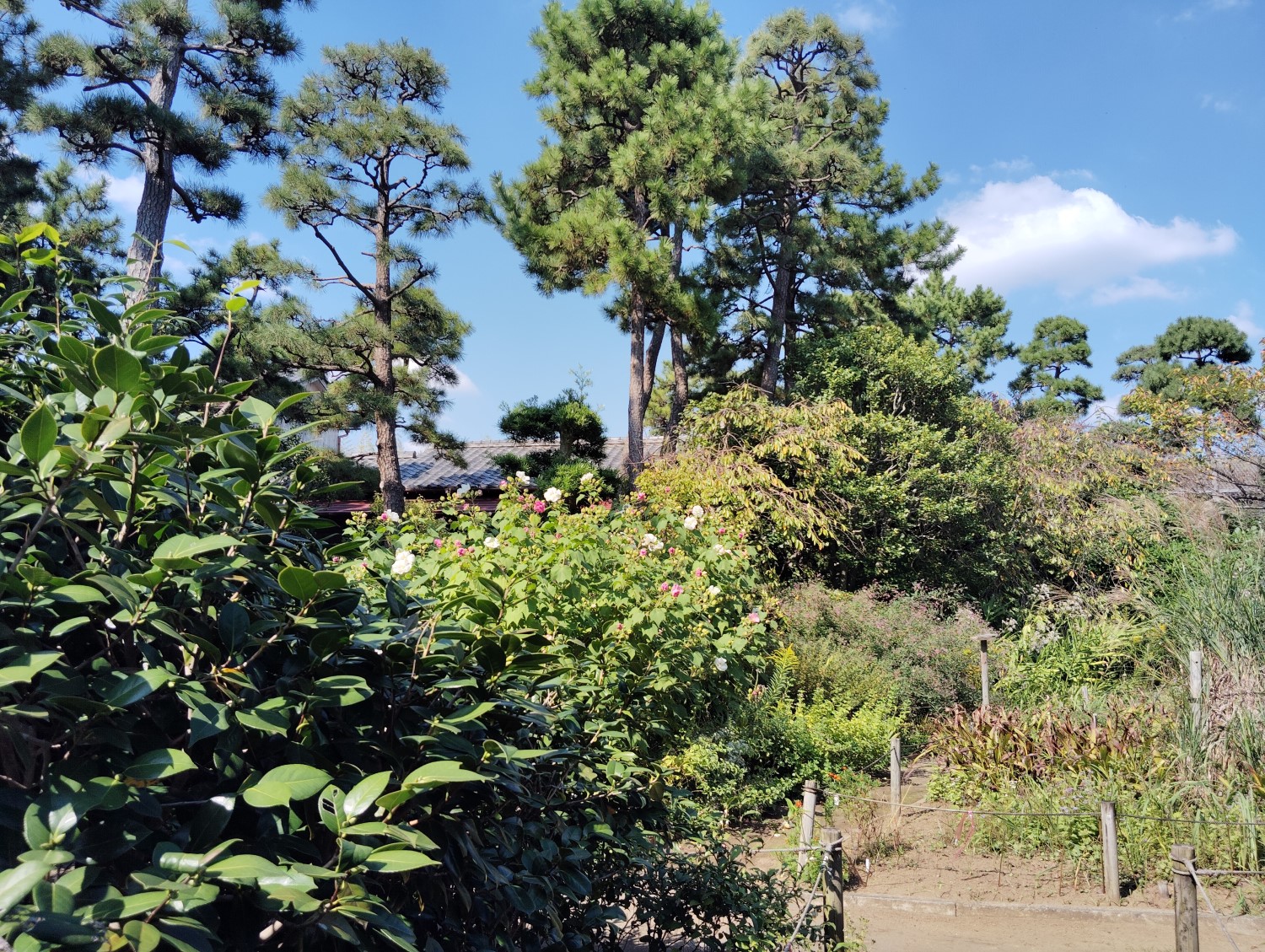 imuro camellia garden