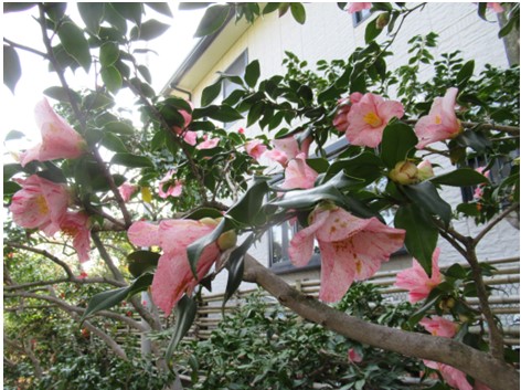 Himuro camellia garden