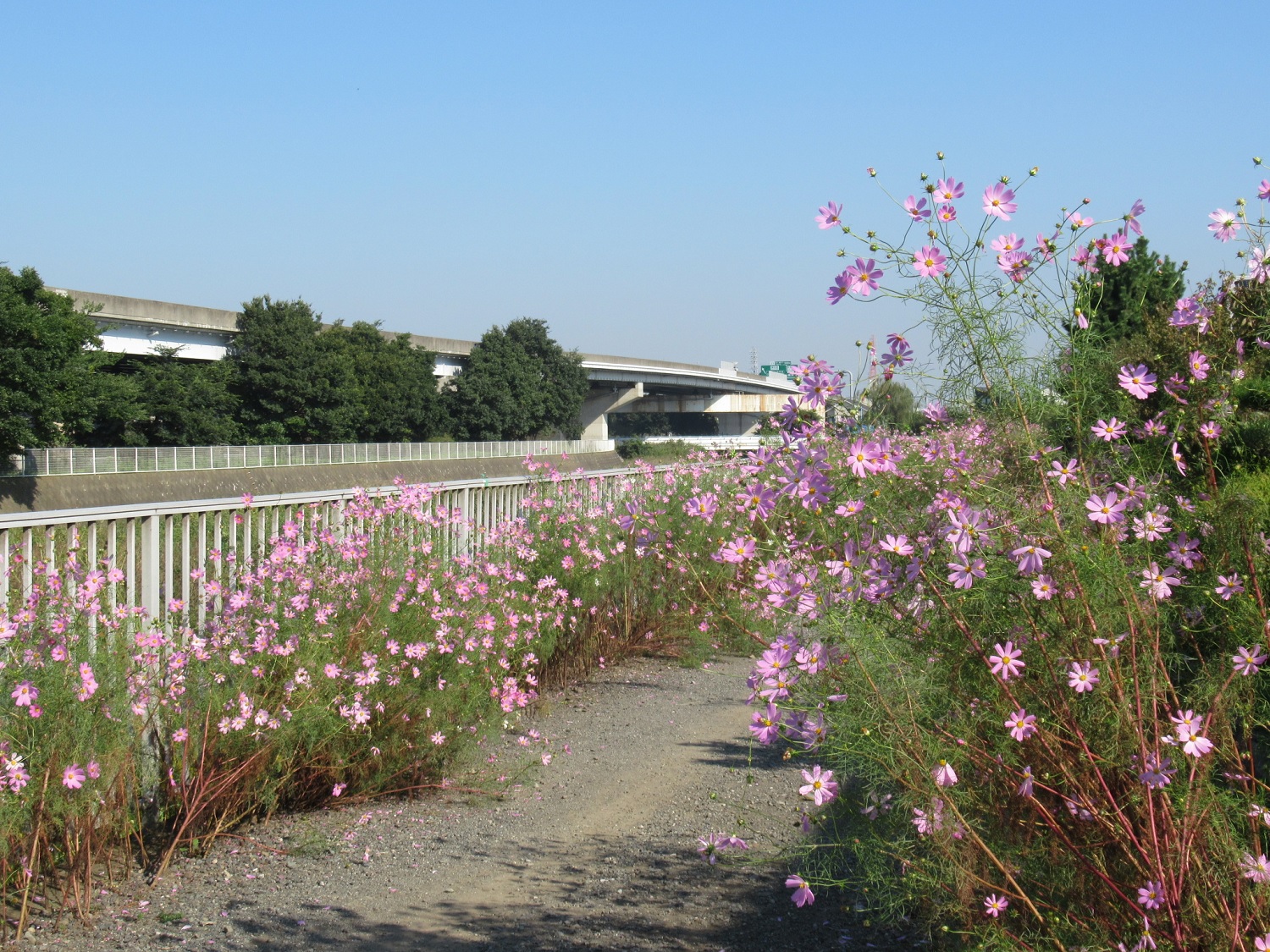 Cosmos on the Koide River Bank