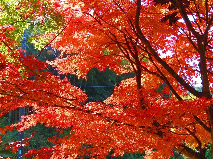 Red leaves in Satoyama Park