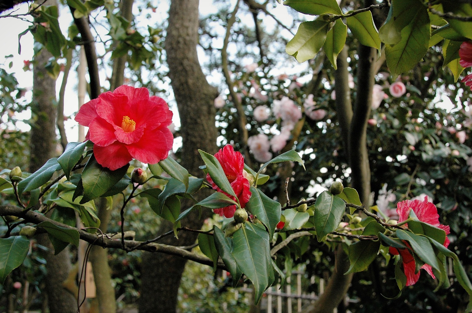 Camellia in the Himuro camellia garden