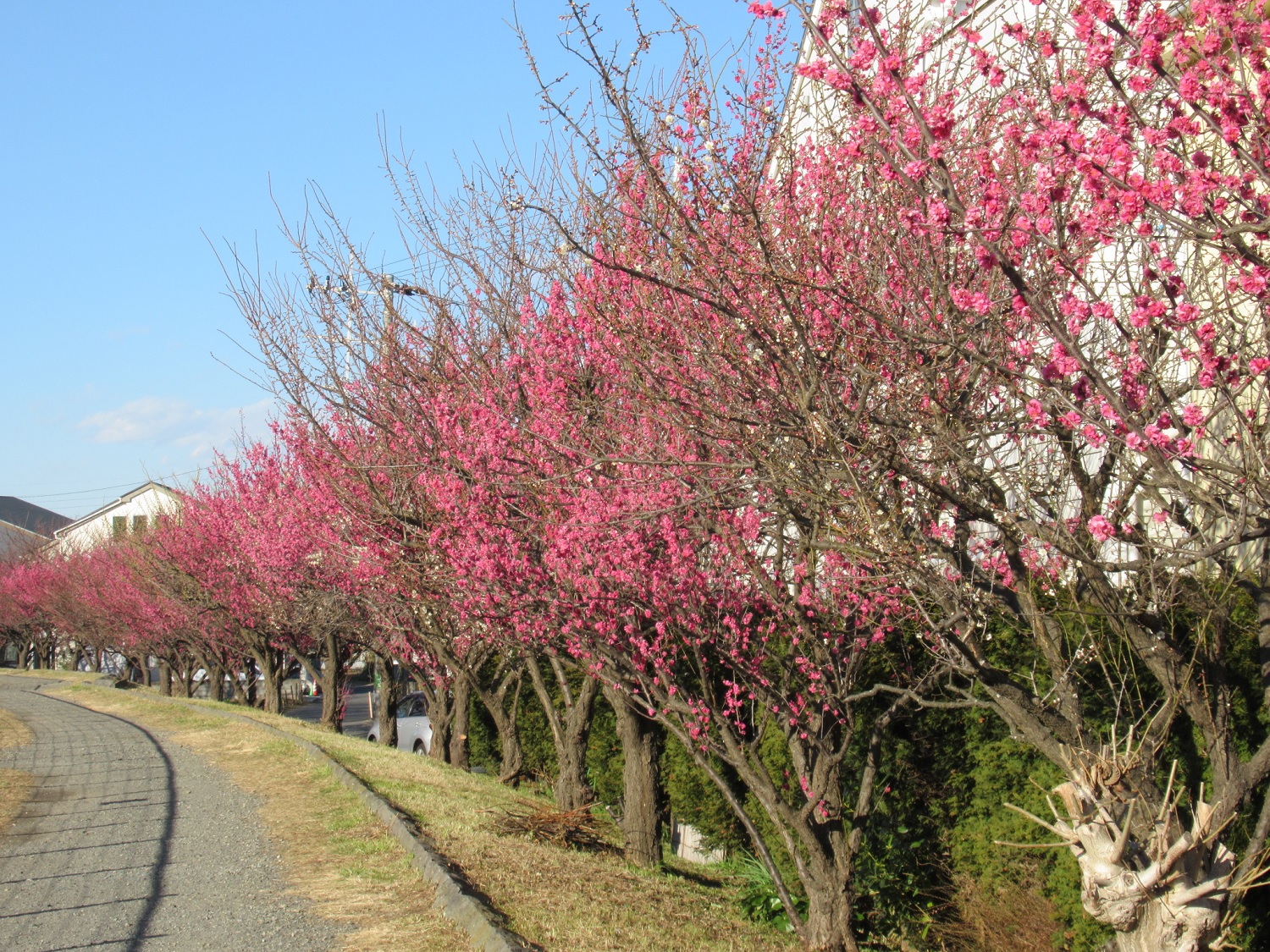 Pink plum blossoms on the Koide River bank