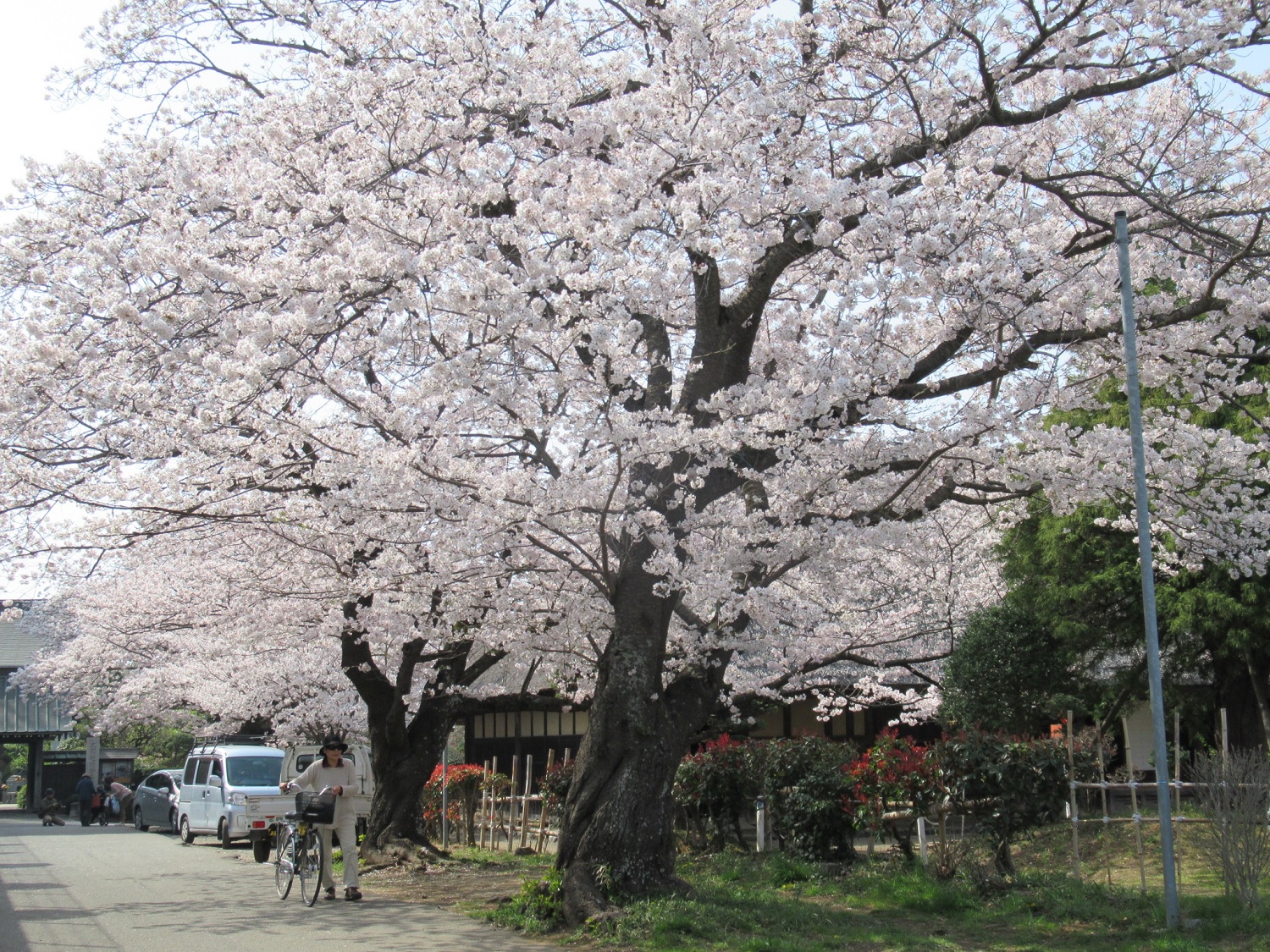 Cherry blossoms near Joken Temple