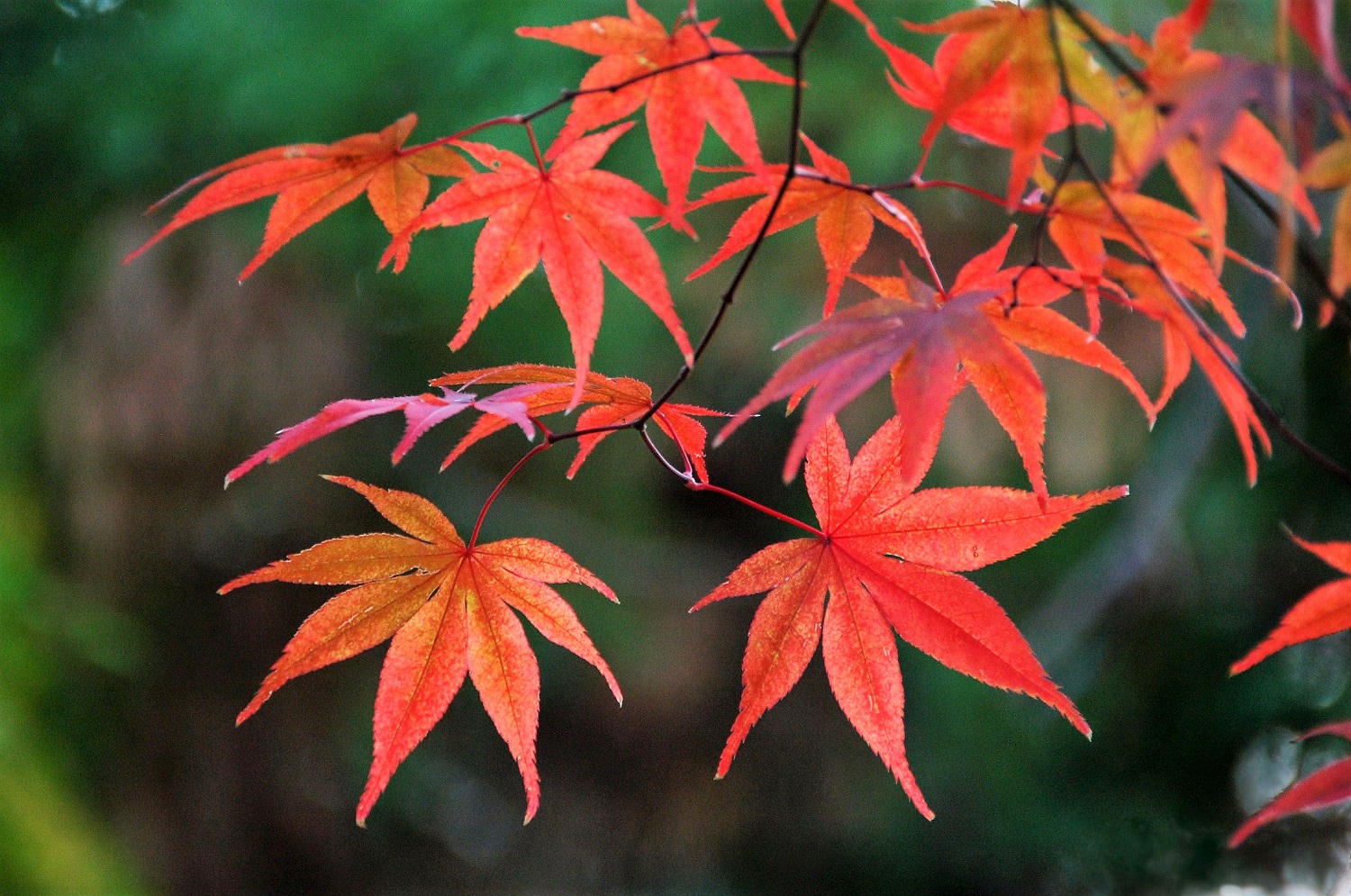 Autumn leaves in Tsurumine Shrine
