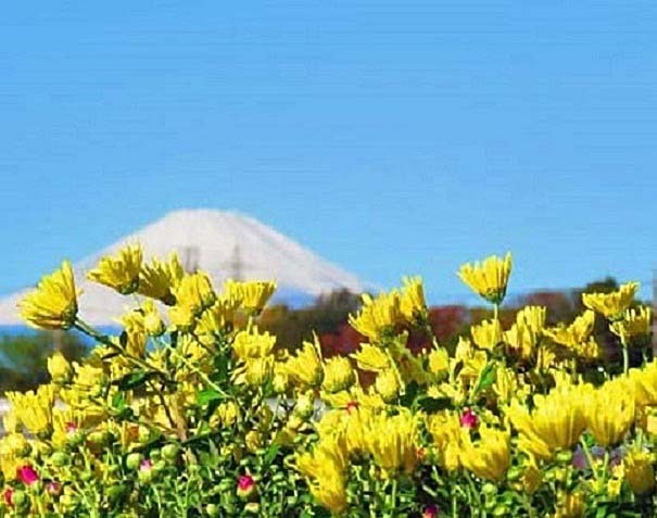 Mt. Fuji and Chrysanthemum
