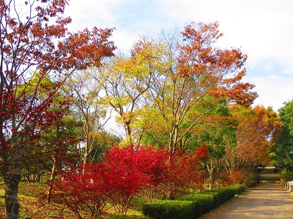 Autumn leaves in Satoyama Park