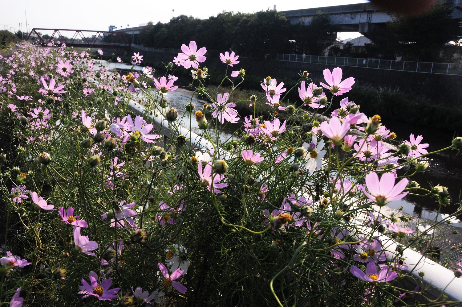 Cosmos on the Koide River