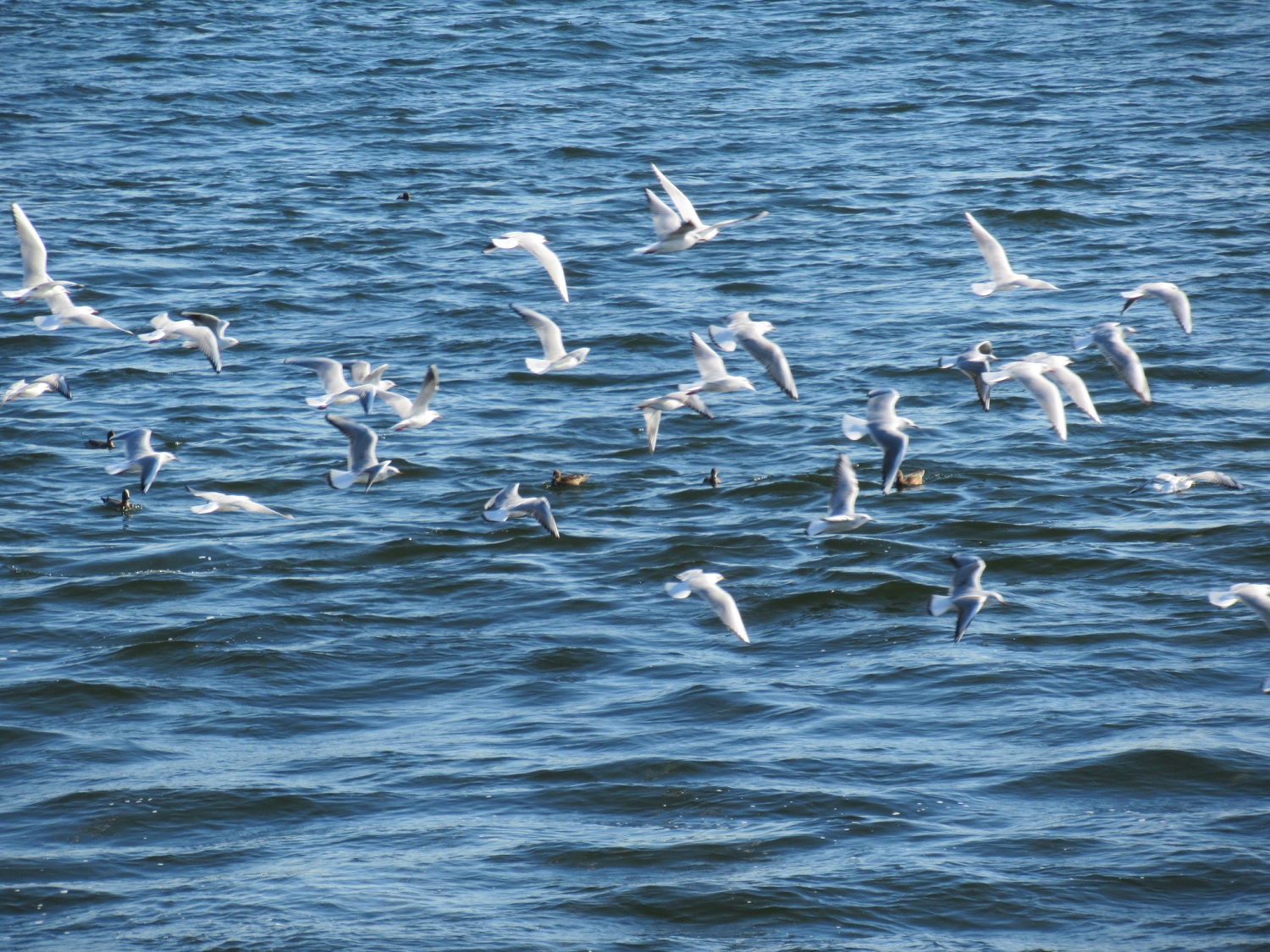 Seagulls off Yanagishima Beach
