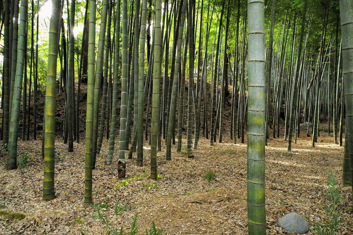 Bambo thicketin Satoyama Koen 