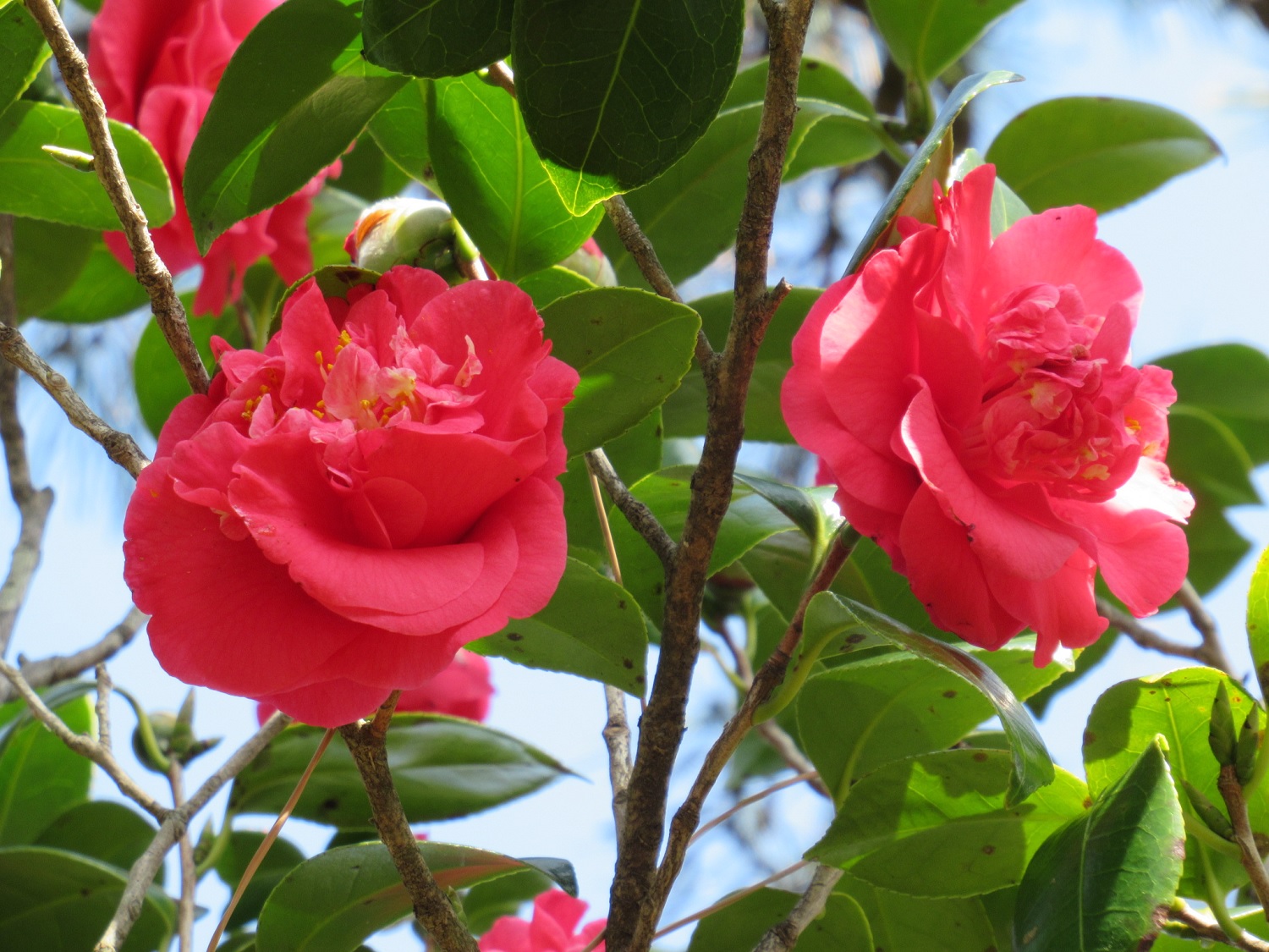 Camellia in Himuro Garden
