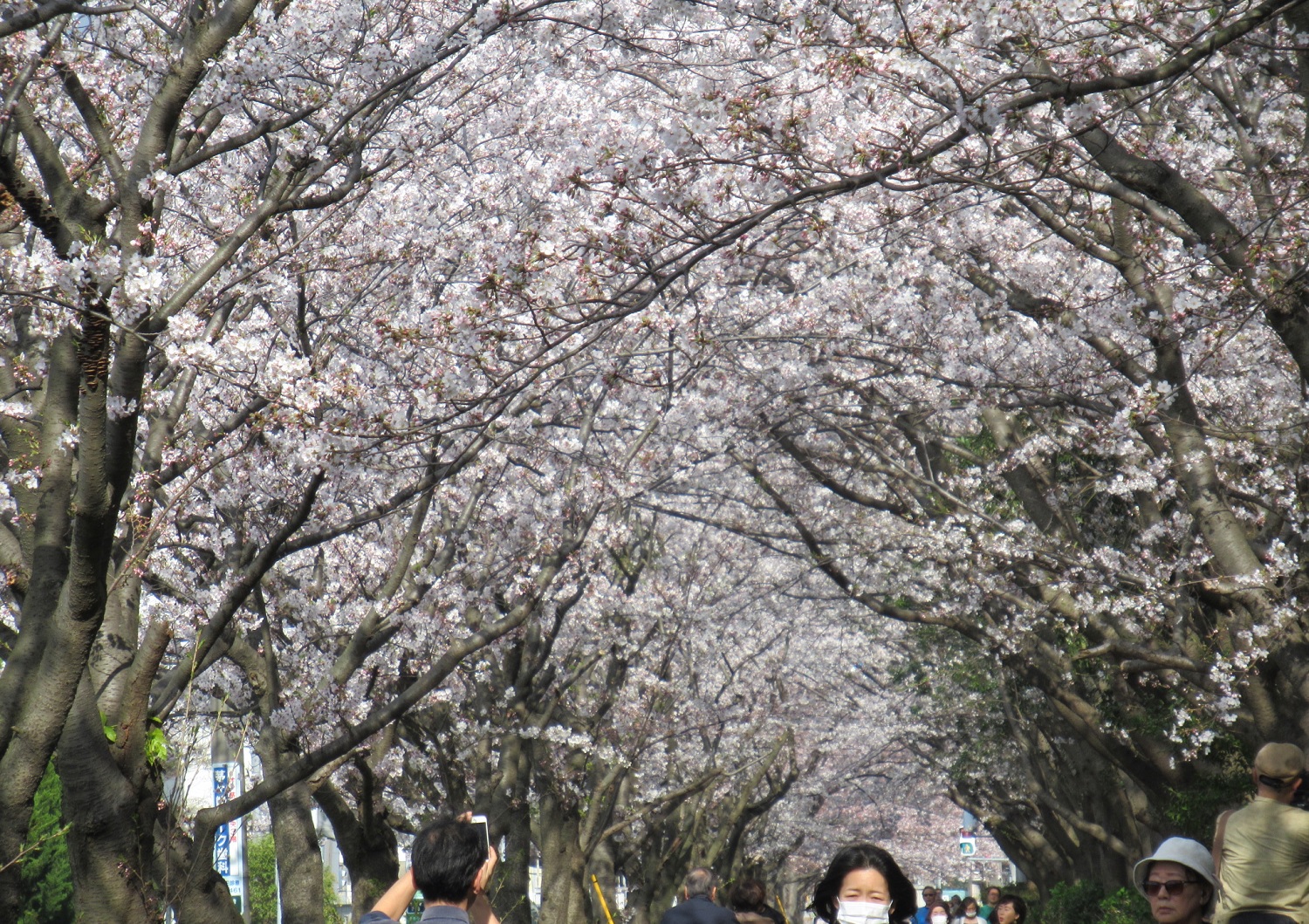 Cherry trees along Chuo Koen