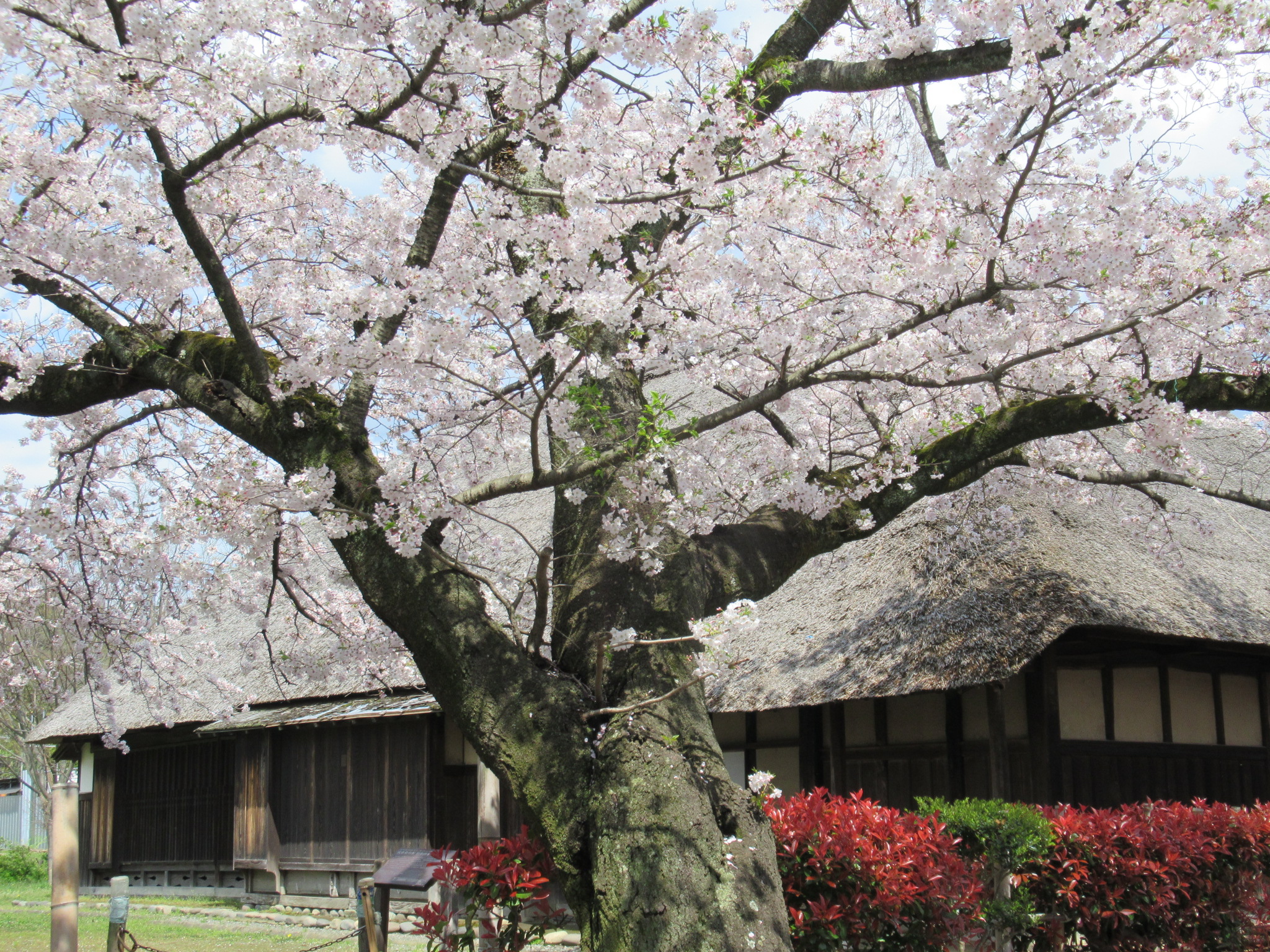 Cherry trees near Jyokenji Temple 
