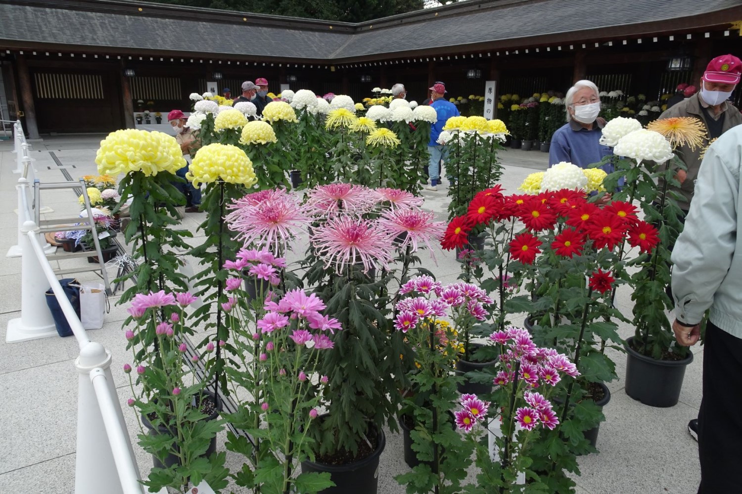 Chrysanthemum exhibition in Samukawa Shrine 