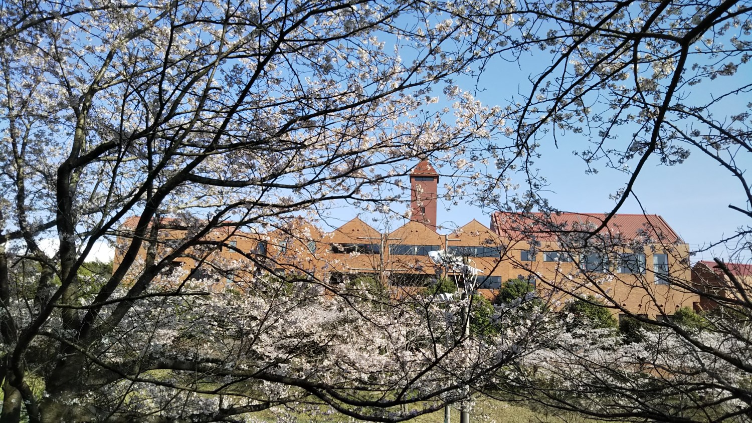Cherry blossoms in University