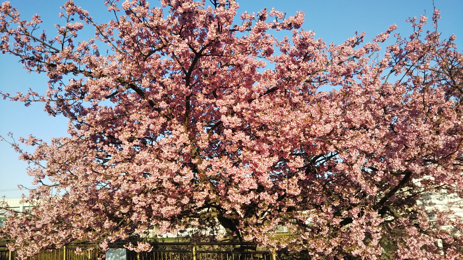 Kawazu cherry blossoms 