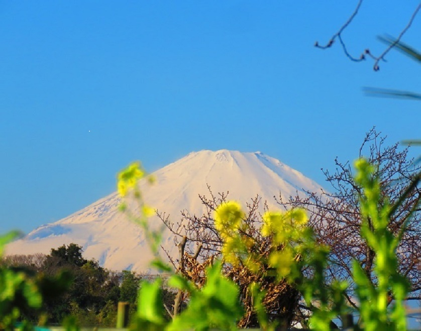 Mt. Fuji and 