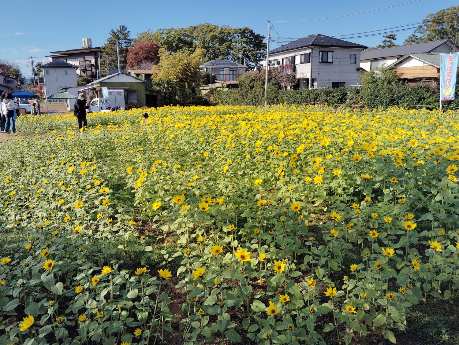 Winter sunflowers 